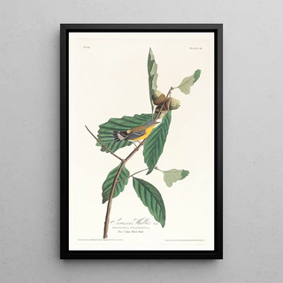 John James Audubon - Swansons warbler.webp