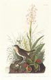 Grive fauve - John James Audubon — Ansicht des Kunstwerks