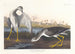 Barge à queue noire ou bécassine - John James Audubon — Ansicht des Kunstwerks