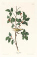 Paruline du Tennessee - John James Audubon — Ansicht des Kunstwerks