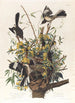 Der Spötter - John James Audubon — Ansicht des Kunstwerks