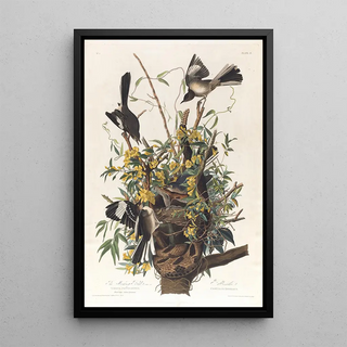 John James Audubon - The mocking bird.webp
