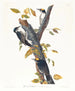 Pic tridactyle - John James Audubon — Ansicht des Kunstwerks