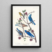 Paruline de Townsend, Merlebleu arctique, Merlebleu de l'Ouest - John James Audubon — gerahmtes Bild an der Wand