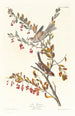 Reproduktion des Gemäldes Bruant des arbres - John James Audubon
