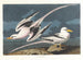 Tropischer Vogel - John James Audubon — Ansicht des Kunstwerks