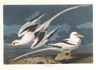 Tropischer Vogel - John James Audubon — Ansicht des Kunstwerks