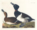 Fuligule milouin - John James Audubon — Ansicht des Kunstwerks
