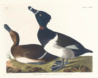 Fuligule milouin - John James Audubon — Ansicht des Kunstwerks