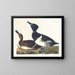 Fuligule milouin - John James Audubon — gerahmtes Bild an der Wand