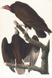 Urubu à tête rouge - John James Audubon — Ansicht des Kunstwerks