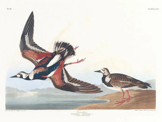 Bécasseau à collier - John James Audubon — Ansicht des Kunstwerks