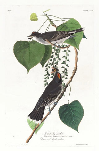 John James Audubon - Tyrant flycatcher.webp