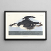 Uria brunnichii - John James Audubon — gerahmtes Bild an der Wand