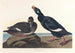 Enten aus Samt - John James Audubon — Ansicht des Kunstwerks