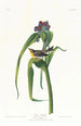 Paruline de Vigors - John James Audubon — Ansicht des Kunstwerks