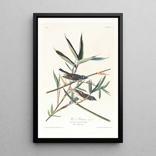 John James Audubon - Vireo solitarius.webp