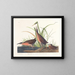 Râle de Virginie - John James Audubon — gerahmtes Bild an der Wand