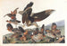 Perdrix de Virginie - John James Audubon — Ansicht des Kunstwerks
