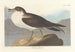 Puffin fouquet - John James Audubon — Ansicht des Kunstwerks