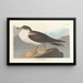Puffin fouquet - John James Audubon — gerahmtes Bild an der Wand
