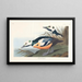 Enten des Westens - John James Audubon — gerahmtes Bild an der Wand