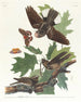 Engoulevent bois-pourri - John James Audubon — Ansicht des Kunstwerks