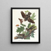Engoulevent bois-pourri - John James Audubon — gerahmtes Bild an der Wand