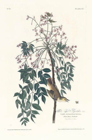 John James Audubon - White eyed flycatcher.webp
