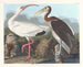 Ibis blanc - John James Audubon — Ansicht des Kunstwerks