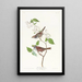 Bruant à gorge blanche - John James Audubon — gerahmtes Bild an der Wand