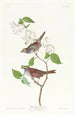Bruant à gorge blanche - John James Audubon — Ansicht des Kunstwerks