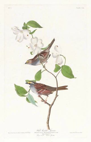 John James Audubon - White throated sparrow.webp