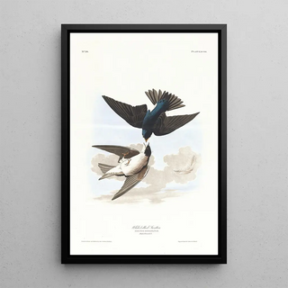 John James Audubon - Whitebellied swallow.webp