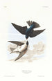 Hirondelle à ventre blanc - John James Audubon — Ansicht des Kunstwerks