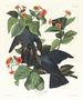 Weißkronen-Turteltaube - John James Audubon — Ansicht des Kunstwerks