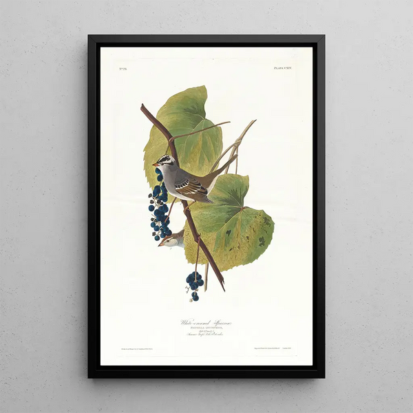 John James Audubon - Whitecrowned sparrow.webp