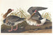Gänse mit weißem Gesicht - John James Audubon — Ansicht des Kunstwerks