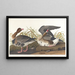 Gänse mit weißem Gesicht - John James Audubon — gerahmtes Bild an der Wand