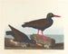 Huîtrier à pattes blanches Huîtrier à bec fin - John James Audubon — Ansicht des Kunstwerks