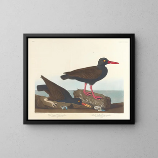 John James Audubon - Whitelegged oystercatcher Slenderbilled oystercatcher.webp