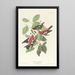 Bec-croisé bifascié - John James Audubon — gerahmtes Bild an der Wand