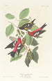 Bec-croisé bifascié - John James Audubon — Ansicht des Kunstwerks