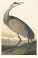 Weißer Kranich - John James Audubon — Ansicht des Kunstwerks