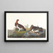 Lagopède des saules ou grand tétras - John James Audubon — gerahmtes Bild an der Wand