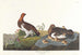 Lagopède des saules ou grand tétras - John James Audubon — Ansicht des Kunstwerks
