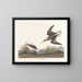 Phalarope de Wilson - John James Audubon — gerahmtes Bild an der Wand