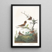 Troglodyte d'hiver - John James Audubon — gerahmtes Bild an der Wand