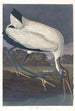 Ibis des bois - John James Audubon — Ansicht des Kunstwerks