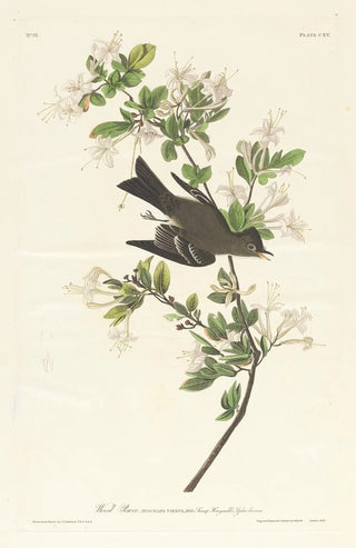 John James Audubon - Wood pewee.webp